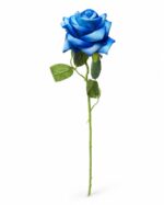 tolo single rose