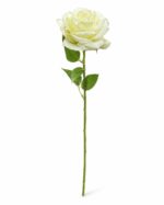 tolo single rose