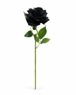 tolo single rose