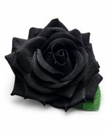 tolo single rose