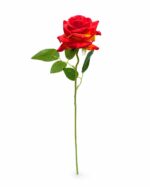 tolo single rose