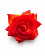 tolo single rose