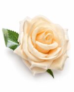 tolo single rose