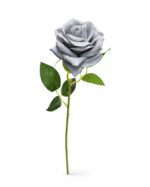 tolo single rose
