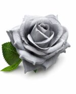 tolo single rose