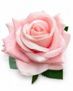 tolo single rose