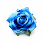 tolo single rose