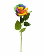tolo single rose