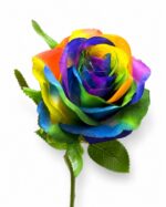 tolo single rose