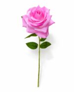 tolo single rose