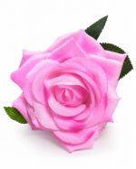 tolo single rose