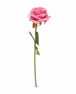 tolo single rose