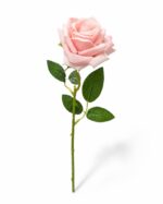 tolo single rose