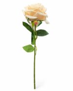 tolo single rose