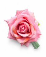 tolo single rose