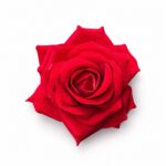 tolo single rose