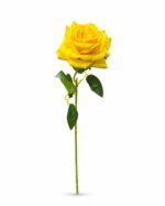 tolo single rose