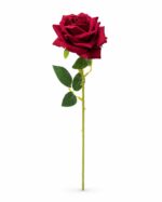 tolo single rose