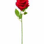 tolo single rose