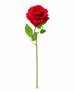 tolo single rose