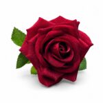 tolo single rose