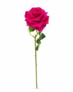 tolo single rose