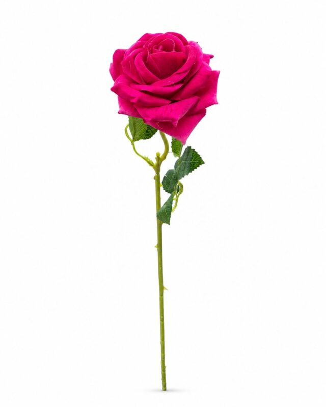 tolo single rose