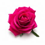 tolo single rose