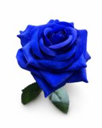 tolo single rose