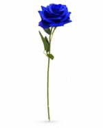 tolo single rose