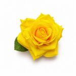 tolo single rose