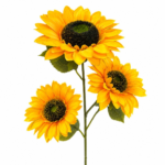 879b648a e936 45d5 9e7c 4e7e4208643a.png