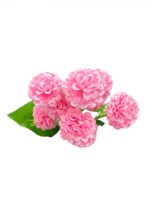 artificial pink pom pom hydrangea spray td 4626